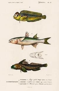 Different types of fishes illustrated by Charles Dessalines D' Orbigny (1806-1876) Digitally enhanced from our own 1892 edition of Dictionnaire Universel D'histoire Naturelle.