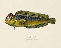 Flathead grey mullet (Mugil cephalus) illustrated by Charles Dessalines D' Orbigny (1806-1876). Digitally enhanced from our own 1892 edition of Dictionnaire Universel D'histoire Naturelle.
