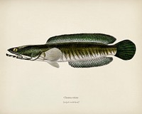 Striped snakehead (Channa striata) illustrated by <a href="https://www.rawpixel.com/search/Charles%20Dessalines%20D%27%20Orbigny?&amp;page=1">Charles Dessalines D&#39; Orbigny </a>(1806-1876). Digitally enhanced from our own 1892 edition of Dictionnaire Universel D&#39;histoire Naturelle.