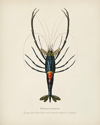 Crimson Crawfish (Palemon Ornatum) illustrated by <a href="https://www.rawpixel.com/search/Charles%20Dessalines%20D%27%20Orbigny?&amp;page=1">Charles Dessalines D&#39; Orbigny</a> (1806-1876). Digitally enhanced from our own 1892 edition of Dictionnaire Universel D&#39;histoire Naturelle.
