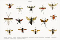 Different types of insects illustrated by Charles Dessalines D' Orbigny (1806-1876). Digitally enhanced from our own 1892 edition of Dictionnaire Universel D'histoire Naturelle.