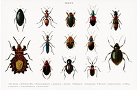 Different types of insects illustrated by <a href="https://www.rawpixel.com/search/Charles%20Dessalines%20D%27%20Orbigny?&amp;page=1">Charles Dessalines D&#39; Orbigny</a> (1806-1876). Digitally enhanced from our own 1892 edition of Dictionnaire Universel D&#39;histoire Naturelle.