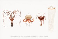 Different types of marine life illustrated by<a href="https://www.rawpixel.com/search/Charles%20Dessalines%20D%27%20Orbigny?&amp;page=1"> Charles Dessalines D&#39; Orbigny </a>(1806-1876). Digitally enhanced from our own 1892 edition of Dictionnaire Universel D&#39;histoire Naturelle.