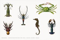 Different types of marine life illustrated by Charles Dessalines D' Orbigny (1806-1876). Digitally enhanced from our own 1892 edition of Dictionnaire Universel D'histoire Naturelle.