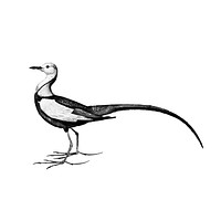 Vintage illustration of Pheasant-tailed jacana