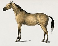 Horse (Equus ferus caballus) illustrated by <a href="https://www.rawpixel.com/search/Charles%20Dessalines%20D%27%20Orbigny?&amp;page=1">Charles Dessalines D&#39; Orbigny</a> (1806-1876). Digitally enhanced from our own 1892 edition of Dictionnaire Universel D&#39;histoire Naturelle.