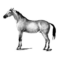 Vintage illustrations of Horse