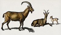 Wild goat (Capra Agagrus) illustrated by Charles Dessalines D' Orbigny (1806-1876). Digitally enhanced from our own 1892 edition of Dictionnaire Universel D'histoire Naturelle.