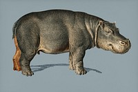 Vintage Illustration of Hippopotamus.