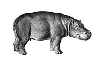 Vintage illustrations of Hippopotamus