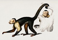 White-headed capuchin (Cebus Hypoleucus) illustrated by <a href="https://www.rawpixel.com/search/Charles%20Dessalines%20D%27%20Orbigny?&amp;page=1">Charles Dessalines D&#39; Orbigny </a>(1806-1876). Digitally enhanced from our own 1892 edition of Dictionnaire Universel D&#39;histoire Naturelle.