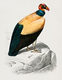King vulture (Sarcoramphus papa) illustrated by <a href="https://www.rawpixel.com/search/Charles%20Dessalines%20D%27%20Orbigny?&amp;page=1">Charles Dessalines D&#39; Orbigny</a> (1806-1876). Digitally enhanced from our own 1892 edition of Dictionnaire Universel D&#39;histoire Naturelle.