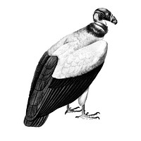 Vintage illustrations of King vulture