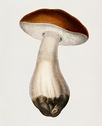 Penny bun (Boletus edulis) illustrated by <a href="https://www.rawpixel.com/search/Charles%20Dessalines%20D%27%20Orbigny?&amp;page=1">Charles Dessalines D&#39; Orbigny</a> (1806-1876). Digitally enhanced from our own 1892 edition of Dictionnaire Universel D&#39;histoire Naturelle.
