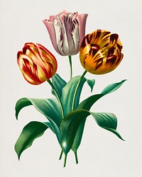Didier's tulip (Tulipa gesneriana) illustrated by Charles Dessalines D' Orbigny (1806-1876). Digitally enhanced from our own 1892 edition of Dictionnaire Universel D'histoire Naturelle.