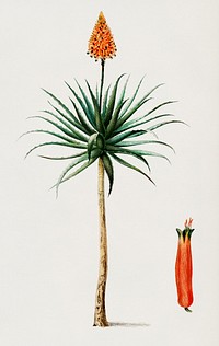 Candelabra aloe (aloe fruticosa) illustrated by <a href="https://www.rawpixel.com/search/Charles%20Dessalines%20D%27%20Orbigny?&amp;page=1">Charles Dessalines D&#39; Orbigny</a> (1806-1876). Digitally enhanced from our own 1892 edition of Dictionnaire Universel D&#39;histoire Naturelle.