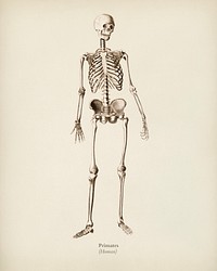 Human skeleton illustrated by <a href="https://www.rawpixel.com/search/Charles%20Dessalines%20D%27%20Orbigny?&amp;page=1">Charles Dessalines D&#39; Orbigny</a> (1806-1876). Digitally enhanced from our own 1892 edition of Dictionnaire Universel D&#39;histoire Naturelle.