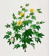 Sea Island cotton (gossypium vitifolium) illustrated by Charles Dessalines D' Orbigny (1806-1876). Digitally enhanced from our own 1892 edition of Dictionnaire Universel D'histoire Naturelle.