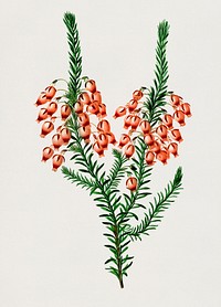 Erica ardens illustrated by Charles Dessalines D' Orbigny (1806-1876). Digitally enhanced from our own 1892 edition of Dictionnaire Universel D'histoire Naturelle.