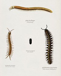 Different types of millipede illustrated by Charles Dessalines D' Orbigny (1806-1876). Digitally enhanced from our own 1892 edition of Dictionnaire Universel D'histoire Naturelle.