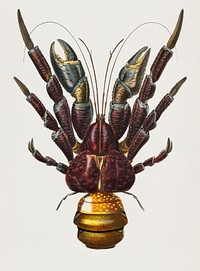 Coconut Crab (Birgus latroi) illustrated by <a href="https://www.rawpixel.com/search/Charles%20Dessalines%20D%27%20Orbigny?&amp;page=1">Charles Dessalines D&#39; Orbigny </a>(1806-1876). Digitally enhanced from our own 1892 edition of Dictionnaire Universel D&#39;histoire Naturelle.