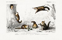 Glaucomys sabrinus (Polatouche D Amerique) illustrated by <a href="https://www.rawpixel.com/search/Charles%20Dessalines%20D%27%20Orbigny?sort=curated&amp;page=1">Charles Dessalines D&#39; Orbigny</a> (1806-1876). Digitally enhanced from our own 1892 edition of Dictionnaire Universel D&#39;histoire Naturelle.