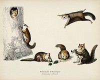 Glaucomys sabrinus (Polatouche D Amerique) illustrated by <a href="https://www.rawpixel.com/search/Charles%20Dessalines%20D%27%20Orbigny?&amp;page=1">Charles Dessalines D&#39; Orbigny </a>(1806-1876). Digitally enhanced from our own 1892 edition of Dictionnaire Universel D&#39;histoire Naturelle.