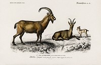 Wild goat (Capra Agagrus) illustrated by <a href="https://www.rawpixel.com/search/Charles%20Dessalines%20D%27%20Orbigny?sort=curated&amp;page=1">Charles Dessalines D&#39; Orbigny</a> (1806-1876). Digitally enhanced from our own 1892 edition of Dictionnaire Universel D&#39;histoire Naturelle.
