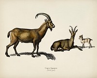 Wild goat (Capra Agagrus) illustrated by <a href="https://www.rawpixel.com/search/Charles%20Dessalines%20D%27%20Orbigny?&amp;page=1">Charles Dessalines D&#39; Orbigny</a> (1806-1876). Digitally enhanced from our own 1892 edition of Dictionnaire Universel D&#39;histoire Naturelle.