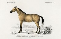 Horse (Equus ferus caballus) illustrated by<a href="https://www.rawpixel.com/search/Charles%20Dessalines%20D%27%20Orbigny?sort=curated&amp;page=1">Charles Dessalines D&#39; Orbigny</a> (1806-1876). Digitally enhanced from our own 1892 edition of Dictionnaire Universel D&#39;histoire Naturelle.