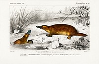 Platypus (Ornithorhynchus Paradoxus) illustrated by <a href="https://www.rawpixel.com/search/Charles%20Dessalines%20D%27%20Orbigny?sort=curated&amp;page=1">Charles Dessalines D&#39; Orbigny</a> (1806-1876). Digitally enhanced from our own 1892 edition of Dictionnaire Universel D&#39;histoire Naturelle.