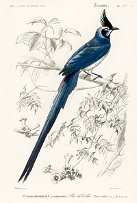 Black-throated magpie-jay (Pica colliei) illustrated by <a href="https://www.rawpixel.com/search/Charles%20Dessalines%20D%27%20Orbigny?sort=curated&amp;page=1">Charles Dessalines D&#39; Orbigny</a> (1806-1876). Digitally enhanced from our own 1892 edition of Dictionnaire Universel D&#39;histoire Naturelle.