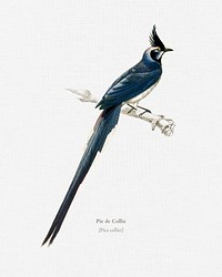 Black-throated magpie-jay (Pica colliei) illustrated by <a href="https://www.rawpixel.com/search/Charles%20Dessalines%20D%27%20Orbigny?&amp;page=1">Charles Dessalines D&#39; Orbigny</a> (1806-1876). Digitally enhanced from our own 1892 edition of Dictionnaire Universel D&#39;histoire Naturelle.