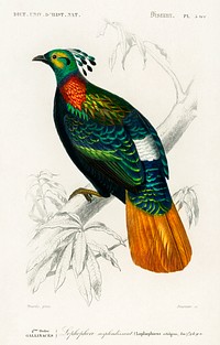 Himalayan monal (Lophophorus refulgens) illustrated by Charles Dessalines D' Orbigny (1806-1876). Digitally enhanced from our own 1892 edition of Dictionnaire Universel D'histoire Naturelle.