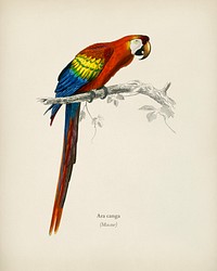 Macaw (Ara canga) illustrated by <a href="https://www.rawpixel.com/search/Charles%20Dessalines%20D%27%20Orbigny?&amp;page=1">Charles Dessalines D&#39; Orbigny</a> (1806-1876). Digitally enhanced from our own 1892 edition of Dictionnaire Universel D&#39;histoire Naturelle.