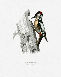 Great spotted woodpecker (Picus major) illustrated by <a href="https://www.rawpixel.com/search/Charles%20Dessalines%20D%27%20Orbigny?&amp;page=1">Charles Dessalines D&#39; Orbigny</a> (1806-1876). Digitally enhanced from our own 1892 edition of Dictionnaire Universel D&#39;histoire Naturelle.