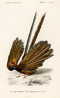 Great argus (Phasianus argus) illustrated by <a href="https://www.rawpixel.com/search/Charles%20Dessalines%20D%27%20Orbigny?sort=curated&amp;page=1">Charles Dessalines D&#39; Orbigny</a> (1806-1876). Digitally enhanced from our own 1892 edition of Dictionnaire Universel D&#39;histoire Naturelle.