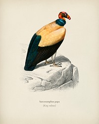 King vulture (Sarcoramphus papa) illustrated by <a href="https://www.rawpixel.com/search/Charles%20Dessalines%20D%27%20Orbigny?&amp;page=1">Charles Dessalines D&#39; Orbigny</a> (1806-1876). Digitally enhanced from our own 1892 edition of Dictionnaire Universel D&#39;histoire Naturelle.