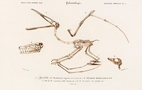 Pterosaur (Pterodactylus) illustrated by <a href="https://www.rawpixel.com/search/Charles%20Dessalines%20D%27%20Orbigny?sort=curated&amp;page=1">Charles Dessalines D&#39; Orbigny</a> (1806-1876). Digitally enhanced from our own 1892 edition of Dictionnaire Universel D&#39;histoire Naturelle.