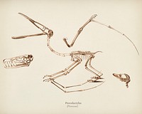 Pterosaur (Pterodactylus) illustrated by <a href="https://www.rawpixel.com/search/Charles%20Dessalines%20D%27%20Orbigny?&amp;page=1">Charles Dessalines D&#39; Orbigny</a> (1806-1876). Digitally enhanced from our own 1892 edition of Dictionnaire Universel D&#39;histoire Naturelle.