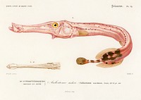 Aulostoma maculatum illustrated by <a href="https://www.rawpixel.com/search/Charles%20Dessalines%20D%27%20Orbigny?sort=curated&amp;page=1">Charles Dessalines D&#39; Orbigny</a> (1806-1876). Digitally enhanced from our own 1892 edition of Dictionnaire Universel D&#39;histoire Naturelle.