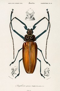 Enoplocerus Armillatus illustrated by <a href="https://www.rawpixel.com/search/Charles%20Dessalines%20D%27%20Orbigny?sort=curated&amp;page=1">Charles Dessalines D&#39; Orbigny</a> (1806-1876). Digitally enhanced from our own 1892 edition of Dictionnaire Universel D&#39;histoire Naturelle.