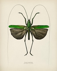Grasshopper of six points (Locusta sexpunctata) illustrated by Charles Dessalines D' Orbigny (1806-1876). Digitally enhanced from our own 1892 edition of Dictionnaire Universel D'histoire Naturelle.