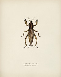 Australian Crickets (Gryllotalpa mitidula) illustrated by <a href="https://www.rawpixel.com/search/Charles%20Dessalines%20D%27%20Orbigny?&amp;page=1">Charles Dessalines D&#39; Orbigny</a> (1806-1876). Digitally enhanced from our own 1892 edition of Dictionnaire Universel D&#39;histoire Naturelle.