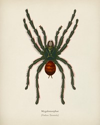 Pinktoe tarantula (Mygalomorphae) illustrated by <a href="https://www.rawpixel.com/search/Charles%20Dessalines%20D%27%20Orbigny?&amp;page=1">Charles Dessalines D&#39; Orbigny </a>(1806-1876). Digitally enhanced from our own 1892 edition of Dictionnaire Universel D&#39;histoire Naturelle.