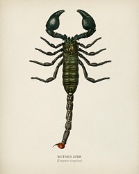 The Emperor Scorpion (Buthus Afer) illustrated by <a href="https://www.rawpixel.com/search/Charles%20Dessalines%20D%27%20Orbigny?&amp;page=1">Charles Dessalines D&#39; Orbigny</a> (1806-1876). Digitally enhanced from our own 1892 edition of Dictionnaire Universel D&#39;histoire Naturelle.