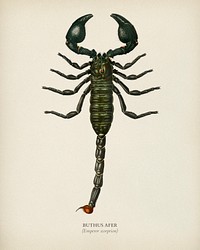 The Emperor Scorpion (Buthus Afer) illustrated by Charles Dessalines D' Orbigny (1806-1876). Digitally enhanced from our own 1892 edition of Dictionnaire Universel D'histoire Naturelle.