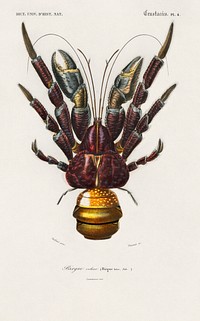 Coconut Crab (Birgus latroi) illustrated by <a href="https://www.rawpixel.com/search/Charles%20Dessalines%20D%27%20Orbigny?sort=curated&amp;page=1">Charles Dessalines D&#39; Orbigny</a> (1806-1876). Digitally enhanced from our own 1892 edition of Dictionnaire Universel D&#39;histoire Naturelle.