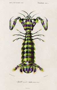 Giant mantis shrimp (Squilla Maculata) illustrated by Charles Dessalines D' Orbigny (1806-1876). Digitally enhanced from our own 1892 edition of Dictionnaire Universel D'histoire Naturelle.