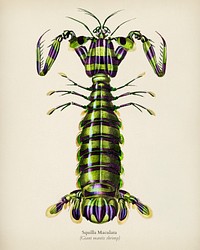 Giant mantis shrimp (Squilla Maculata) illustrated by <a href="https://www.rawpixel.com/search/Charles%20Dessalines%20D%27%20Orbigny?&amp;page=1">Charles Dessalines D&#39; Orbigny</a> (1806-1876). Digitally enhanced from our own 1892 edition of Dictionnaire Universel D&#39;histoire Naturelle.